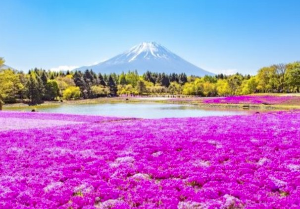 太金國際旅行社的旅遊行程介紹圖片